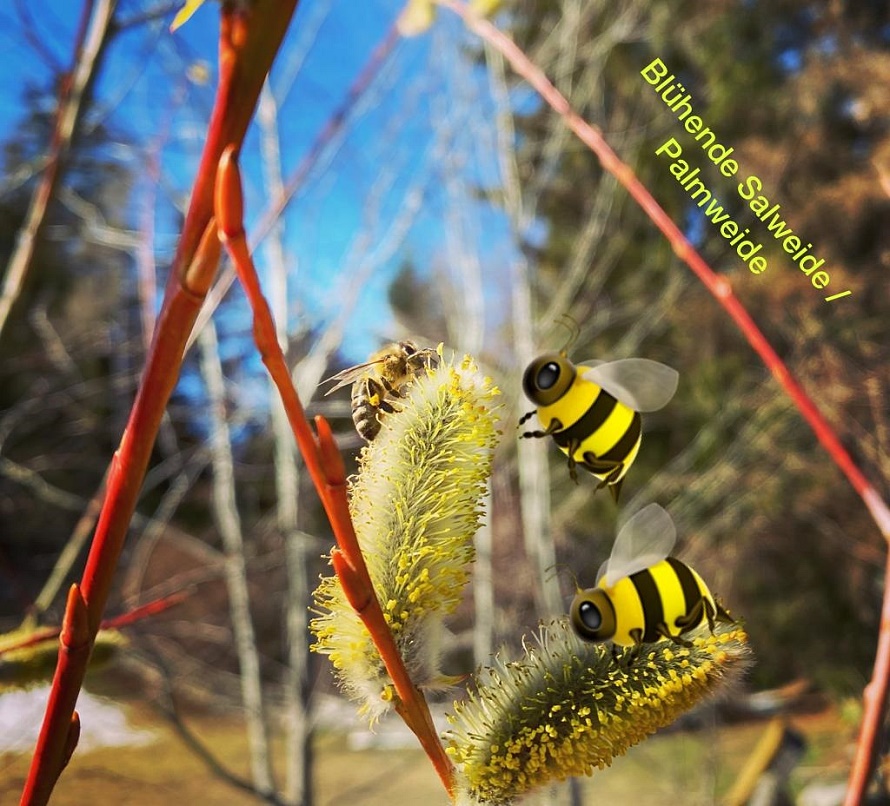 news von den bb bienen news von den bb bienen