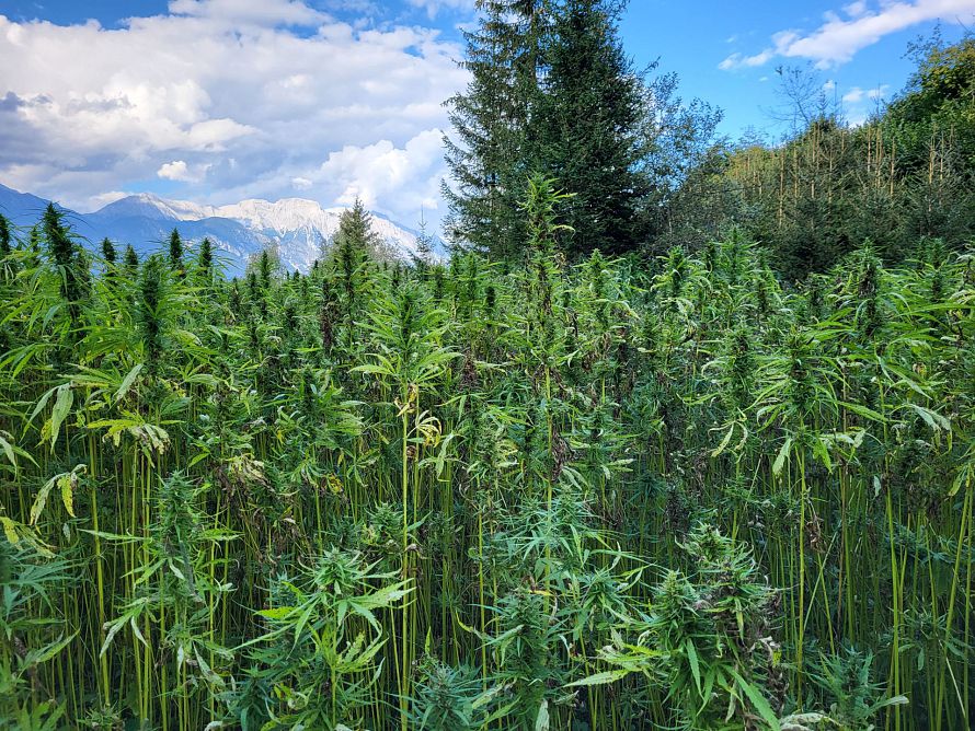 CO2 Kompensation durch Hanf