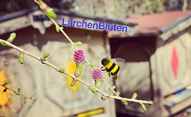 Bienen_04-2021