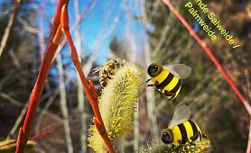 Bienen_04-2021