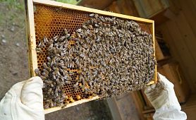 bienen mai 2019