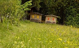 bienen mai 2019