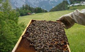 bienen mai 2019