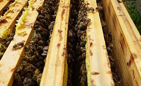 bienen mai 2019