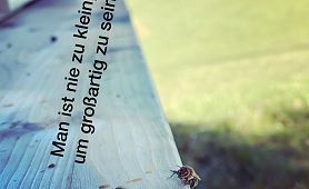 die BB-Bienen