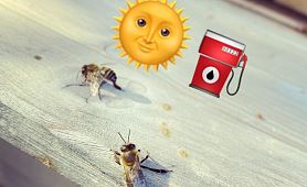 die BB-Bienen