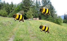 Weltbienentag 2019